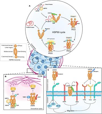 Extracellular HSP90 Machineries Build Tumor Microenvironment and Boost Cancer Progression